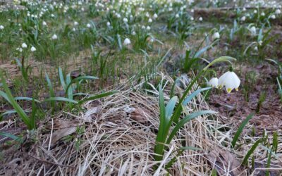 Spring awakens life in the Alpine wetlands of Slovenia