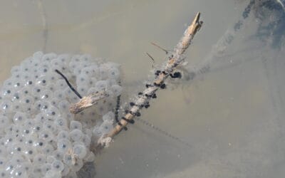 I-SWAMP: back to field work in the Alpine wetlands of Italy