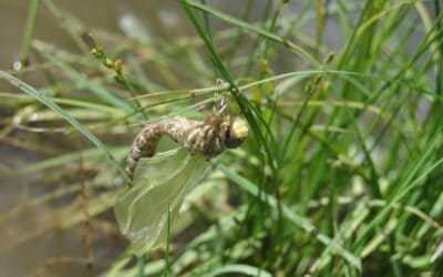 I-SWAMP: observing emergence and flight of dragonflies in the Dolomites!